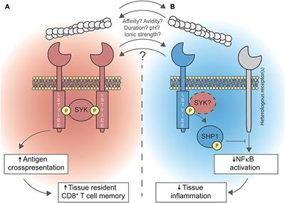 DNGR-1, a Dendritic Cell-Specific Sensor of Tissue Damage That Dually Modulates Immunity and Inflammation